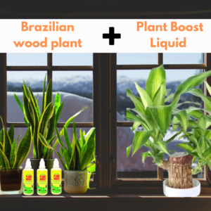 Brazillian wood plant + plant Boost Liquid (PB-101)